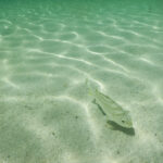 A single fish swimming in clear tropical water with light reflected in the water