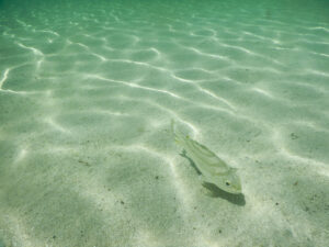 A single fish swimming in clear tropical water with light reflected in the water