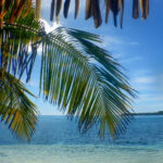 Palm tree frond against a blue sky and blue sea background