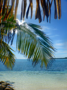 Palm tree frond against a blue sky and blue sea background