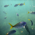 School of yellowtail Fusilier fish