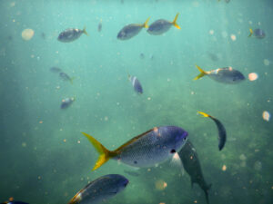 School of yellowtail Fusilier fish