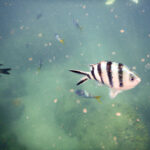 Single black and white striped fish