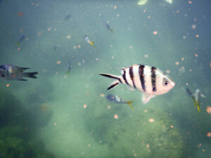 Single black and white striped fish