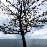 Silhouette of a tree against a light grey sky and dark blue water