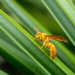 Full body profile view of a yellow Fijian wasp against a green background