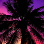 Silhouette of a palm tree against a blue and purple sky