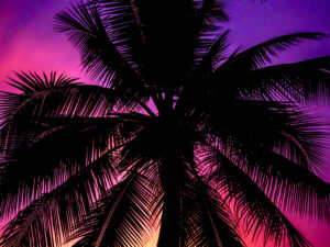 Silhouette of a palm tree against a blue and purple sky