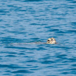 Green sea turtle swimming with its head above water