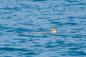 Green sea turtle swimming with its head above water