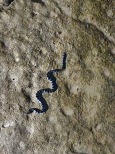 Black and blue striped sea snake