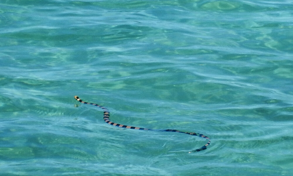 Black and yellow striped sea snake