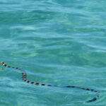 Black and yellow striped sea snake