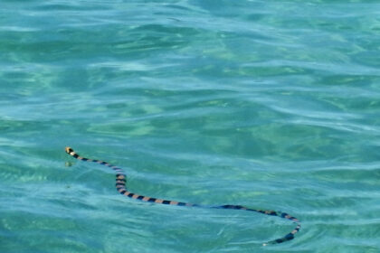 Black and yellow striped sea snake