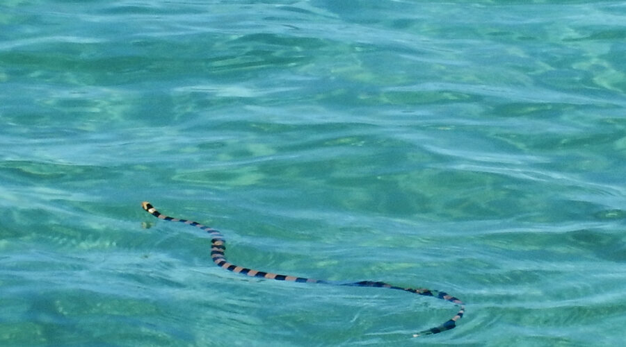 Black and yellow striped sea snake