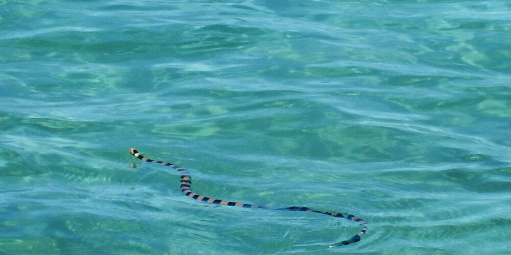 Black and yellow striped sea snake