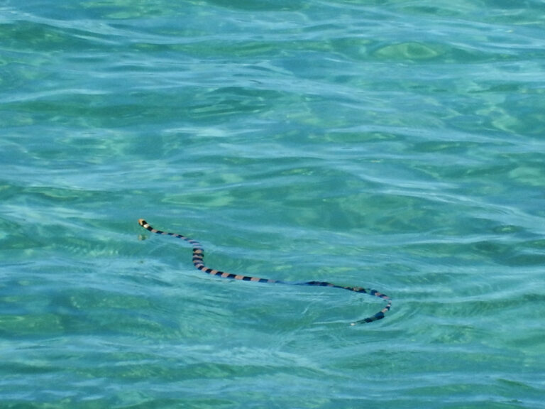 Yellow and black striped sea snake