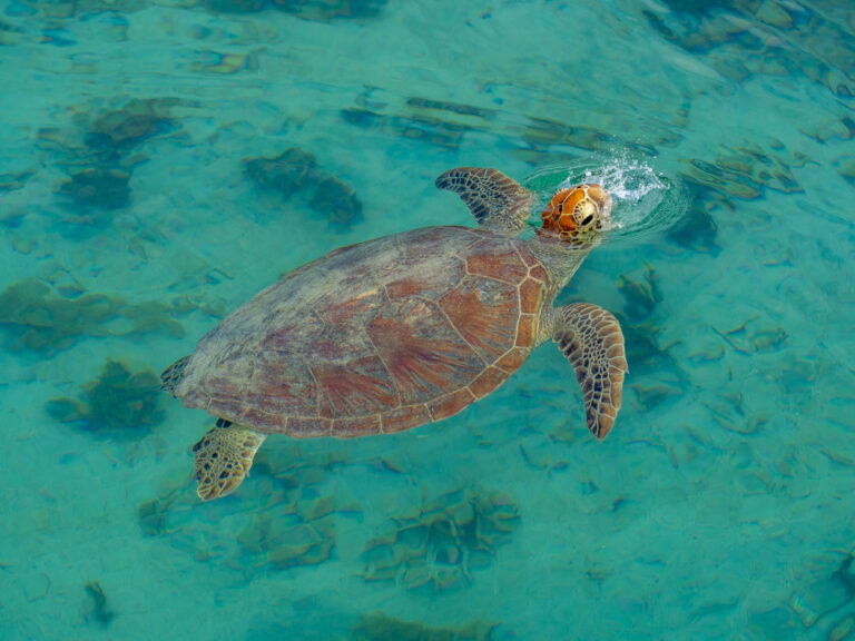 Sea turtle with head above water