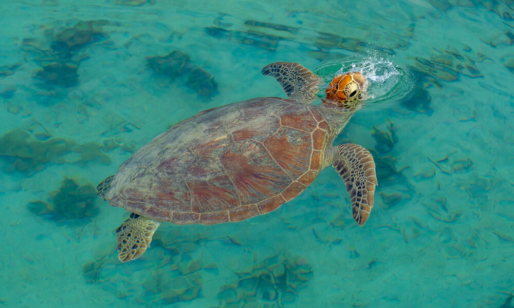 Sea turtle in Noumea