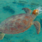 Sea turtle in Noumea