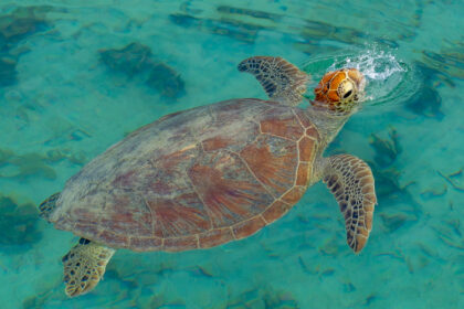 Sea turtle in Noumea