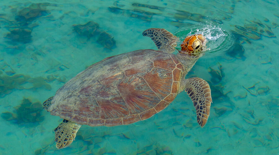 Sea turtle in Noumea